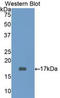 CD3d Molecule antibody, LS-C304439, Lifespan Biosciences, Western Blot image 