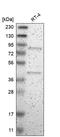 Ephexin-4 antibody, HPA010609, Atlas Antibodies, Western Blot image 