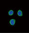 Endothelin Receptor Type B antibody, 62-464, ProSci, Immunofluorescence image 