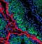 Piwi Like RNA-Mediated Gene Silencing 1 antibody, PA5-17034, Invitrogen Antibodies, Immunofluorescence image 