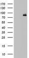 Fibroblast Growth Factor Receptor 1 antibody, LS-C336772, Lifespan Biosciences, Western Blot image 