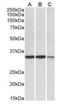 Lactate Dehydrogenase A antibody, orb178382, Biorbyt, Western Blot image 