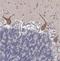 Abhydrolase Domain Containing 4 antibody, NBP1-83711, Novus Biologicals, Immunohistochemistry paraffin image 
