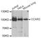 Cell Cycle And Apoptosis Regulator 2 antibody, A03412, Boster Biological Technology, Western Blot image 