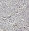 Sodium-coupled neutral amino acid transporter 4 antibody, FNab07961, FineTest, Immunohistochemistry paraffin image 