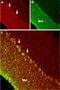 Transient Receptor Potential Cation Channel Subfamily C Member 6 antibody, PA5-77308, Invitrogen Antibodies, Immunohistochemistry frozen image 