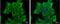 Dishevelled Segment Polarity Protein 2 antibody, NBP2-16168, Novus Biologicals, Immunofluorescence image 