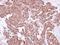 Angiopoietin 2 antibody, NBP2-15385, Novus Biologicals, Immunohistochemistry frozen image 