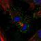 Prostate Stem Cell Antigen antibody, PA5-65080, Invitrogen Antibodies, Immunofluorescence image 