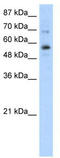 Zinc Finger Protein 71 antibody, TA345330, Origene, Western Blot image 