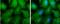 Myosin Heavy Chain 9 antibody, NBP1-31733, Novus Biologicals, Immunofluorescence image 