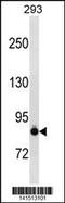 Cadherin 6 antibody, 57-523, ProSci, Western Blot image 