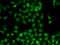 Muscleblind Like Splicing Regulator 1 antibody, 23-368, ProSci, Immunofluorescence image 