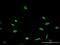 Cone-Rod Homeobox antibody, H00001406-M06, Novus Biologicals, Immunofluorescence image 