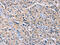 G Protein Subunit Beta 5 antibody, CSB-PA290015, Cusabio, Immunohistochemistry paraffin image 