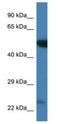 Polo Like Kinase 3 antibody, NBP1-74248, Novus Biologicals, Western Blot image 