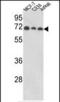 Abl Interactor 1 antibody, PA5-35337, Invitrogen Antibodies, Western Blot image 