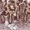 Ribonucleoprotein PTB-binding 1 antibody, NBP2-47313, Novus Biologicals, Immunohistochemistry frozen image 