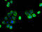 Claudin 15 antibody, A50125-100, Epigentek, Immunofluorescence image 