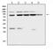 MutL Homolog 1 antibody, PB9724, Boster Biological Technology, Western Blot image 