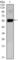 Paired Box 6 antibody, abx015955, Abbexa, Western Blot image 