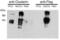 Clusterin antibody, ALX-804-126-C100, Enzo Life Sciences, Western Blot image 