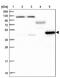 Lactate Dehydrogenase D antibody, PA5-59716, Invitrogen Antibodies, Western Blot image 