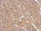 Spermatogenesis Associated 16 antibody, NBP2-20466, Novus Biologicals, Immunohistochemistry paraffin image 