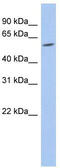 Tripartite Motif Containing 62 antibody, TA337228, Origene, Western Blot image 