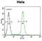 Growth/differentiation factor 6 antibody, abx026376, Abbexa, Western Blot image 