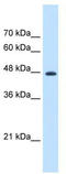 Elongation factor 1-gamma antibody, TA346547, Origene, Western Blot image 