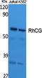 Rh Family C Glycoprotein antibody, STJ96453, St John
