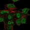 CSPG5 antibody, NBP2-58590, Novus Biologicals, Immunofluorescence image 