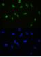 Apurinic/Apyrimidinic Endodeoxyribonuclease 1 antibody, PB9128, Boster Biological Technology, Immunofluorescence image 