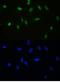 Apurinic/Apyrimidinic Endodeoxyribonuclease 1 antibody, PB9128, Boster Biological Technology, Immunofluorescence image 