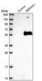 Serine Incorporator 1 antibody, PA5-57380, Invitrogen Antibodies, Western Blot image 