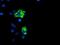 Protein Phosphatase 1 Regulatory Subunit 15A antibody, NBP2-01787, Novus Biologicals, Immunocytochemistry image 
