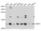 Small Nuclear Ribonucleoprotein Polypeptide E antibody, MBS2519940, MyBioSource, Western Blot image 