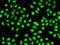 Splicing Factor 3b Subunit 2 antibody, GTX32869, GeneTex, Immunocytochemistry image 