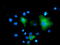 Mitogen-Activated Protein Kinase 12 antibody, LS-C172516, Lifespan Biosciences, Immunofluorescence image 