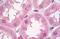 Phosphofructokinase, Platelet antibody, MBS243571, MyBioSource, Immunohistochemistry paraffin image 