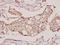 DIA1 antibody, A03487, Boster Biological Technology, Immunohistochemistry frozen image 