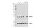 Acidic Nuclear Phosphoprotein 32 Family Member A antibody, 15491S, Cell Signaling Technology, Western Blot image 