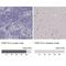 P2Y Receptor Family Member 10 antibody, NBP2-56283, Novus Biologicals, Immunohistochemistry paraffin image 