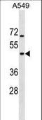 GTP-binding protein 5 antibody, LS-C159804, Lifespan Biosciences, Western Blot image 