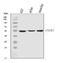 Cytochrome P450 Family 2 Subfamily E Member 1 antibody, M00672-2, Boster Biological Technology, Western Blot image 