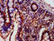 Protein Kinase C Eta antibody, CSB-PA15879A0Rb, Cusabio, Immunohistochemistry frozen image 