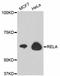 p65 antibody, abx125390, Abbexa, Western Blot image 