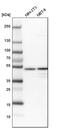 Zinc finger protein 830 antibody, PA5-55170, Invitrogen Antibodies, Western Blot image 