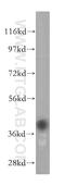 Phosphoribosyl Pyrophosphate Synthetase Associated Protein 1 antibody, 16790-1-AP, Proteintech Group, Western Blot image 